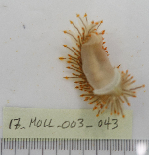  ( - 17_MOLL_003_043)  @11 [ ] CreativeCommons - Attribution Share-Alike (2017) Unspecified Bamfield Marine Sciences Centre