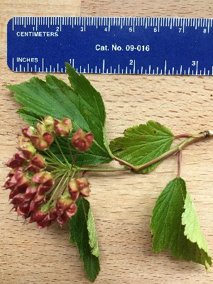  (Physocarpus amurensis - 17_UNE_RKG)  @11 [ ] CreativeCommons - Attribution Share-Alike (2017) Unspecified University of New England