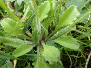  ( - Bellis_perennis_51)  @11 [ ] CreativeCommons - Attribution Share-Alike (2018) Unspecified Durham University, United Kingdom