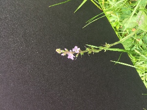  ( - Veronica_officinalis_3)  @11 [ ] CreativeCommons - Attribution Share-Alike (2018) Unspecified Durham University, United Kingdom