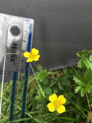  ( - Potentilla_erecta_33)  @11 [ ] CreativeCommons - Attribution Share-Alike (2018) Unspecified Durham University, United Kingdom