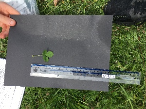  ( - Potentilla_sterilis_52)  @11 [ ] CreativeCommons - Attribution Share-Alike (2018) Unspecified Durham University, United Kingdom