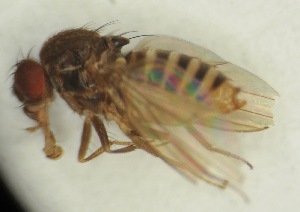  (Drosophila euronotus - Duke.Bio203L.S19.TB2.1)  @11 [ ] CreativeCommons - Attribution Share-Alike (2019) Unspecified Duke University