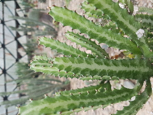  (Euphorbia lactea - Euphorbia lactea)  @11 [ ] CreativeCommons - Attribution Share-Alike (2024) Unspecified instutute of forebsic science and criminology, PU, Chandigarh, 160014