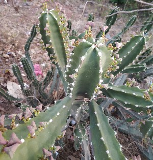  (Euphorbia pentagona - Euphorbia royleana)  @11 [ ] CreativeCommons - Attribution Share-Alike (2024) Unspecified instutute of forebsic science and criminology, PU, Chandigarh, 160014
