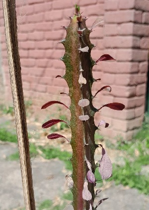  (Euphorbia trigona - Euphorbia trigona)  @11 [ ] CreativeCommons - Attribution Share-Alike (2024) Unspecified instutute of forebsic science and criminology, PU, Chandigarh, 160014