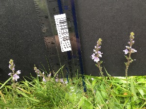  ( - Veronica_officinalis__35)  @11 [ ] CreativeCommons - Attribution Share-Alike (2019) Unspecified Durham University