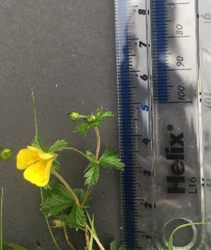  (Potentilla erecta - Potentilla_erecta_14)  @11 [ ] CreativeCommons - Attribution Share-Alike (2019) Unspecified Durham University