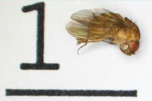  (Drosophila albomicans - DKU.BIOL201.F19.TA2.1)  @11 [ ] CreativeCommons - Attribution Share-Alike (2019) Unspecified Duke Kunshan University