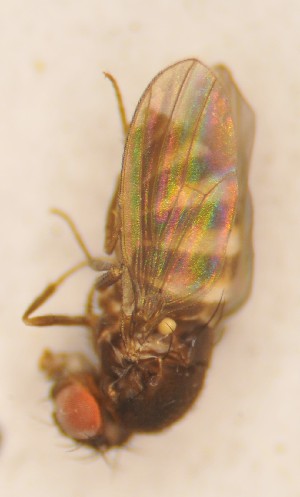  (Drosophila nigromelanica - Duke.Bio203L.S20.AA2A)  @11 [ ] CreativeCommons - Attribution Share-Alike (2020) Unspecified Duke University