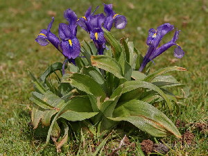  (Iris planifolia - 2020-IESJC1-BACH-VG)  @11 [ ] CreativeCommons - Attribution Share-Alike (2020) Unspecified I.E.S Juan Carlos I