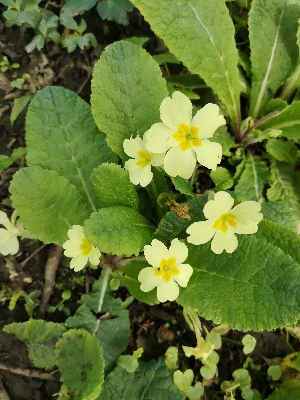  (Primula vulgaris - Primula_vulgaris_1)  @11 [ ] CreativeCommons - Attribution Share-Alike (2021) Unspecified Durham University, UK