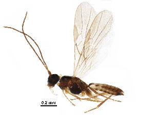  (Parahormius - BIOUG16307-G04)  @14 [ ] CreativeCommons - Attribution (2017) CBG Photography Group Centre for Biodiversity Genomics
