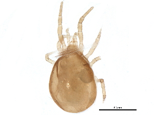  (Proprioseiopsis sp. JCS17 - BIOUG16319-E11)  @14 [ ] CreativeCommons - Attribution (2014) CBG Photography Group Centre for Biodiversity Genomics