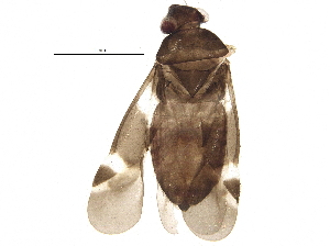  (Tuxedo - BIOUG16317-F01)  @14 [ ] CreativeCommons - Attribution (2014) CBG Photography Group Centre for Biodiversity Genomics