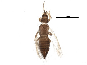  ( - BIOUG16371-G08)  @14 [ ] CreativeCommons - Attribution (2015) CBG Photography Group Centre for Biodiversity Genomics