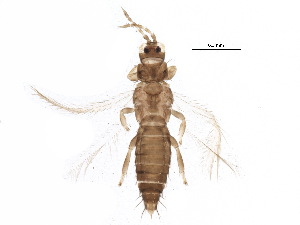  (Frankliniella schultzei - BIOUG16376-A04)  @15 [ ] CreativeCommons - Attribution (2015) CBG Photography Group Centre for Biodiversity Genomics