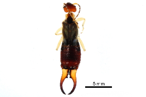  ( - BIOUG16373-C07)  @14 [ ] CreativeCommons - Attribution (2016) CBG Photography Group Centre for Biodiversity Genomics