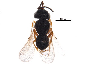  ( - BIOUG16176-E10)  @11 [ ] CreativeCommons - Attribution (2015) CBG Photography Group Centre for Biodiversity Genomics