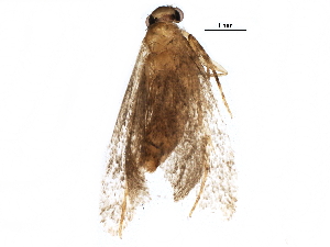  ( - BIOUG26276-B10)  @13 [ ] CreativeCommons - Attribution (2016) CBG Photography Group Centre for Biodiversity Genomics