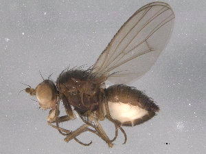  ( - BIOUG08834-G09)  @13 [ ] CreativeCommons - Attribution (2014) CBG Photography Group Centre for Biodiversity Genomics