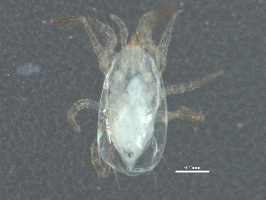  (Transeius - BIOUG15449-G08)  @13 [ ] CreativeCommons - Attribution (2014) CBG Photography Group Centre for Biodiversity Genomics