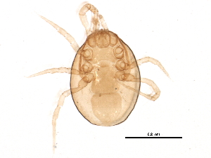  (Proprioseiopsis fragariae - BIOUG14010-H09)  @14 [ ] CreativeCommons - Attribution (2014) CBG Photography Group Centre for Biodiversity Genomics