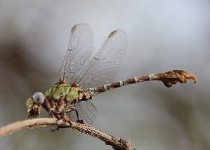  ( - Odo2)  @11 [ ] CreativeCommons - Attribution Share-Alike (2026) Mohamed Salah University of Khartoum, Department of Zoology