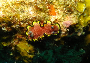  (Glossodoris sp. 3 - SODDP01)  @11 [ ] CreativeCommons - Attribution Non-Commercial No Derivatives (2014) J. Toms Stellenbosch University