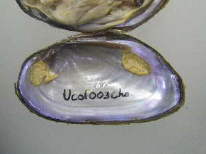  ( - UcolCha003)  @11 [ ] Unspecified (default): All Rights Reserved  Unspecified Unspecified
