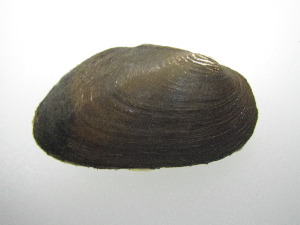  ( - UcolCha003)  @11 [ ] Unspecified (default): All Rights Reserved  Unspecified Unspecified