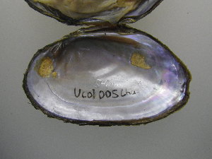  ( - UcolCha005)  @11 [ ] Unspecified (default): All Rights Reserved  Unspecified Unspecified