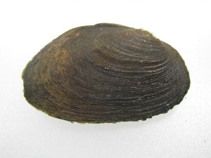  ( - UcolCha005)  @11 [ ] Unspecified (default): All Rights Reserved  Unspecified Unspecified