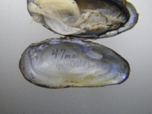  ( - MpenChi001)  @11 [ ] Unspecified (default): All Rights Reserved  Unspecified Unspecified