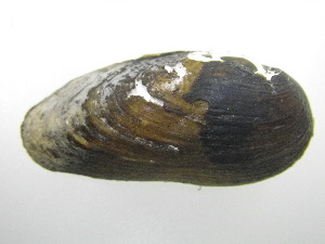  ( - MpenChi001)  @11 [ ] Unspecified (default): All Rights Reserved  Unspecified Unspecified