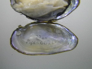  ( - MpenChi002)  @11 [ ] Unspecified (default): All Rights Reserved  Unspecified Unspecified