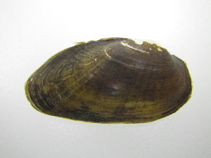  ( - MpenChi002)  @11 [ ] Unspecified (default): All Rights Reserved  Unspecified Unspecified
