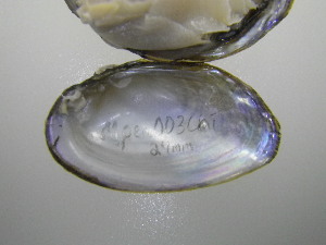  ( - MpenChi003)  @11 [ ] Unspecified (default): All Rights Reserved  Unspecified Unspecified
