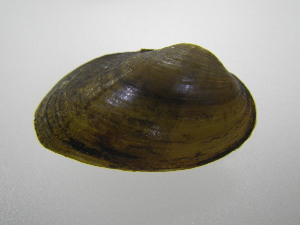  ( - MpenChi003)  @11 [ ] Unspecified (default): All Rights Reserved  Unspecified Unspecified