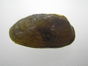  ( - MpenChi004)  @11 [ ] Unspecified (default): All Rights Reserved  Unspecified Unspecified