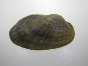  ( - MpenChi005)  @11 [ ] Unspecified (default): All Rights Reserved  Unspecified Unspecified
