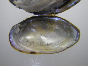  ( - MpenChi006)  @11 [ ] Unspecified (default): All Rights Reserved  Unspecified Unspecified