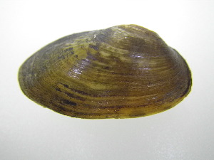  ( - MpenChi006)  @11 [ ] Unspecified (default): All Rights Reserved  Unspecified Unspecified