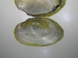  ( - MpenChi007)  @11 [ ] Unspecified (default): All Rights Reserved  Unspecified Unspecified
