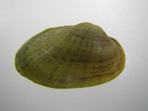  ( - MpenChi007)  @11 [ ] Unspecified (default): All Rights Reserved  Unspecified Unspecified