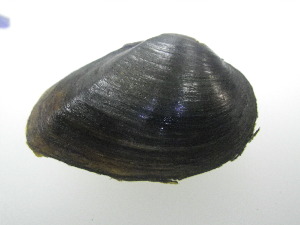  ( - PstrCho016)  @11 [ ] Unspecified (default): All Rights Reserved  Unspecified Unspecified
