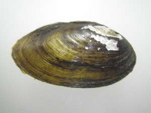  ( - EpulFli009)  @11 [ ] Unspecified (default): All Rights Reserved  Unspecified Unspecified