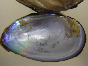  ( - PstrCho009)  @11 [ ] Unspecified (default): All Rights Reserved  Unspecified Unspecified