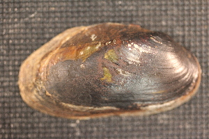  (Elliptio purpurella - EpurChi017)  @11 [ ] CreativeCommons - Attribution Non-Commercial No Derivatives (2014) Nathan A. Johnson USGS