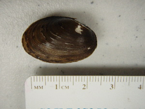  (Toxolasma paulum - TpauFli084)  @11 [ ] CreativeCommons - Attribution Non-Commercial No Derivatives (2014) Nathan A. Johnson USGS